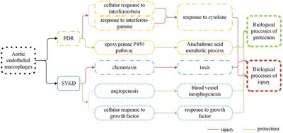 Study on the Effect of Macrophages on Vascular Endothelium in Mice With Different TCM Syndromes of Dyslipidemia and its Biological Basis Based on RNA-Seq Technology